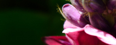 Kako se lažje odvaditi od alkohola? Kudzu (Pueraria lobata) je lahko rešitev.